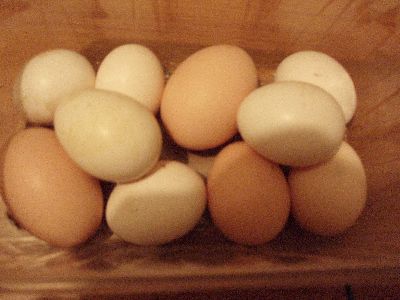 10eggs.JPG